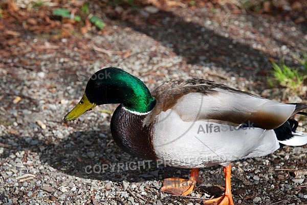 The Mallard, Wild Duck