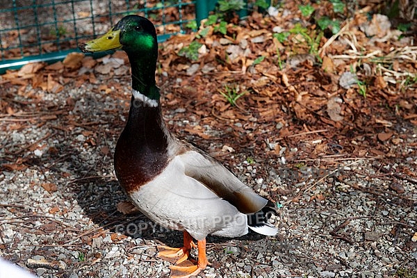 The Mallard, Wild Duck