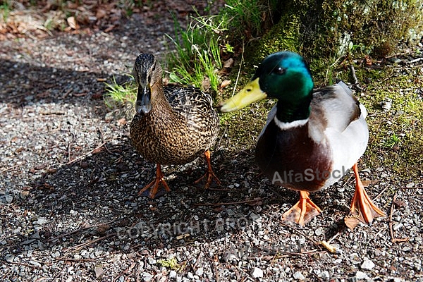 The Mallard, Wild Duck