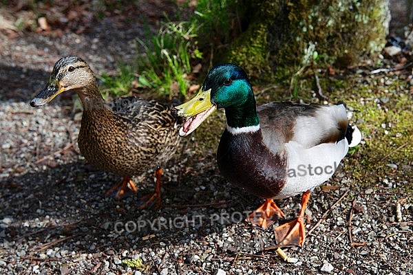 The Mallard, Wild Duck