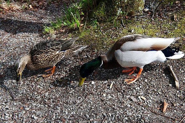 The Mallard, Wild Duck