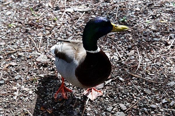 The Mallard, Wild Duck