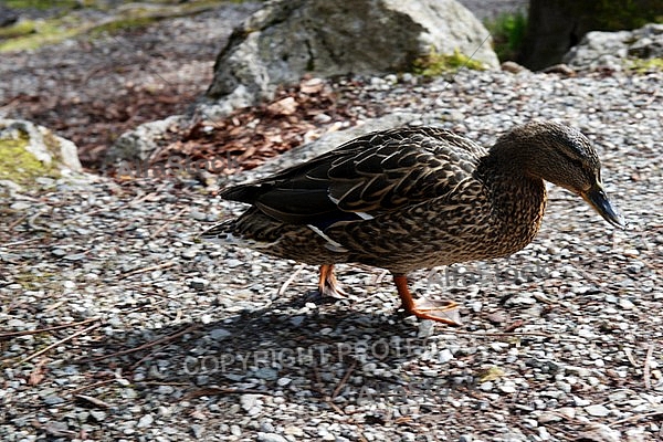 The Mallard, Wild Duck