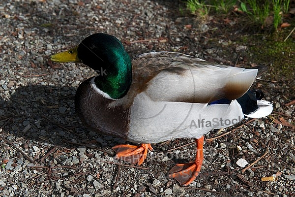 The Mallard, Wild Duck