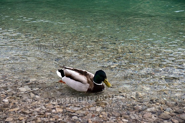 The Mallard, Wild Duck