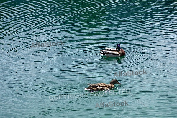 The Mallard, Wild Duck