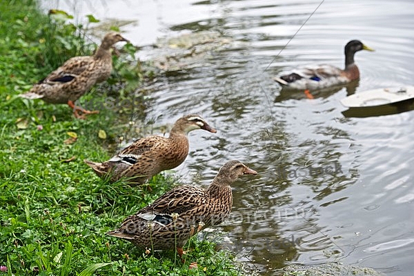 The Mallard, Wild Duck