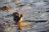 The Mallard, Wild Duck, Sunset at the Lake Hopfensee in Germany