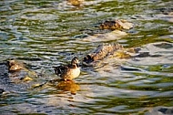 The Mallard, Wild Duck, Sunset at the Lake Hopfensee in Germany