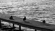 The Mallard, Wild Duck, Sunset at the Lake Hopfensee in Germany