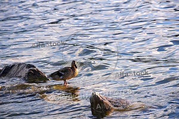 The Mallard, Wild Duck, Sunset at the Lake Hopfensee in Germany