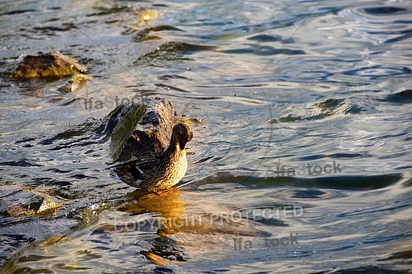 The Mallard, Wild Duck, Sunset at the Lake Hopfensee in Germany