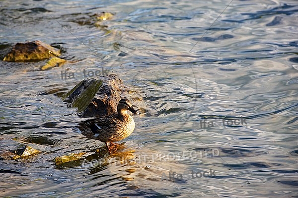 The Mallard, Wild Duck, Sunset at the Lake Hopfensee in Germany