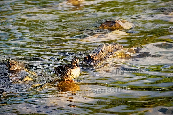 The Mallard, Wild Duck, Sunset at the Lake Hopfensee in Germany