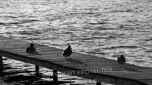 The Mallard, Wild Duck, Sunset at the Lake Hopfensee in Germany