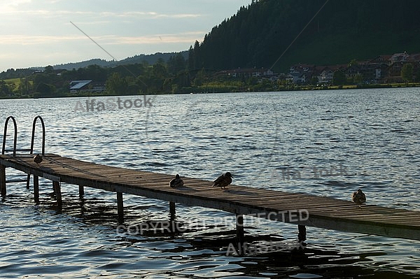 The Mallard, Wild Duck, Sunset at the Lake Hopfensee in Germany