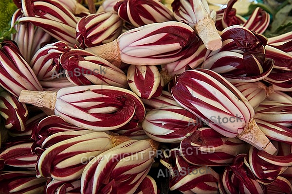 The Radicchio Rosso di Treviso