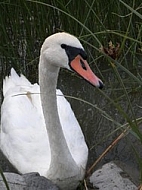 The White Swan.