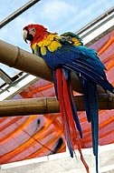 True parrot