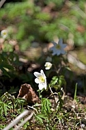 White flower forest