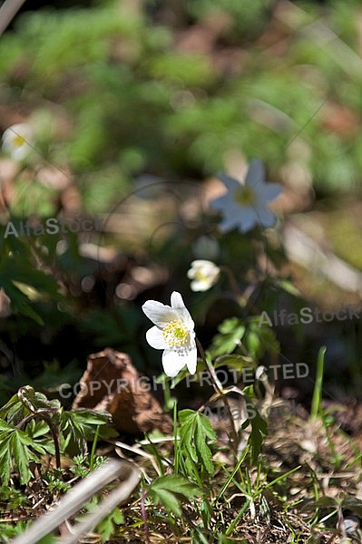 White flower forest