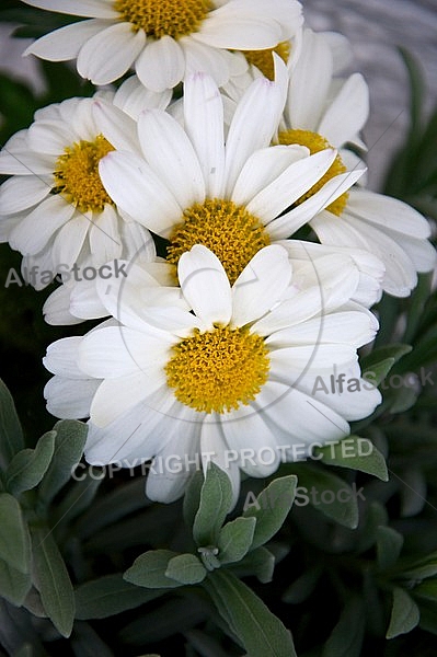 White flowers