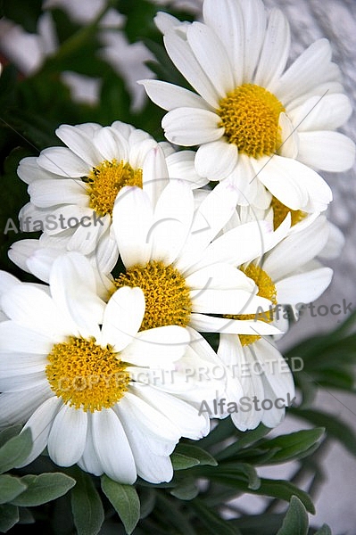 White flowers