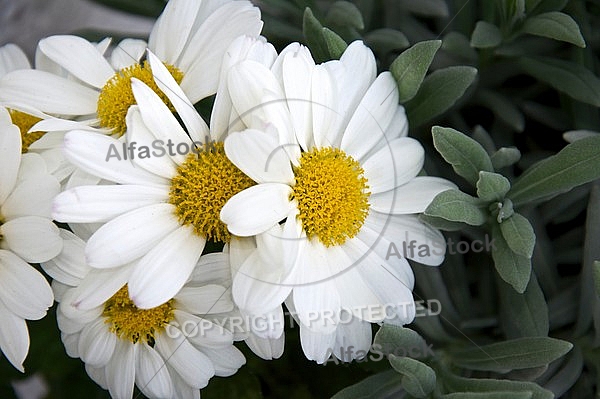 White flowers