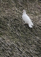 white pigeon