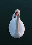 White swan