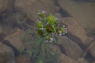 Wild Phlox A 