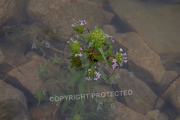 Wild Phlox A 