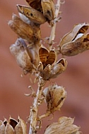 Wild Yucca