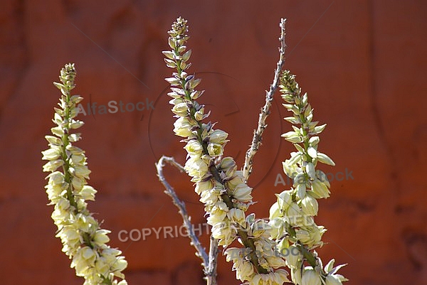 Wild Yucca