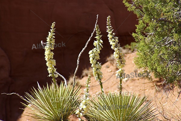 Wild Yucca