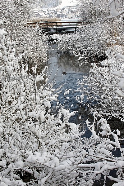 Winter at Lake Hopfensee in Germany