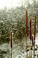 Winter Cattails with Snow Frost