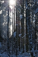 Winter, Neuschwanstein Castle in Schwangau, Germany