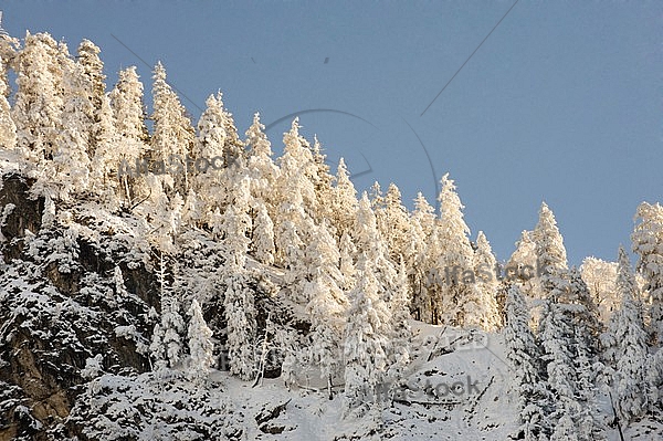 Winter, Neuschwanstein Castle in Schwangau, Germany