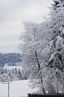 Winter, Ostallgäu in Bavaria, Germany