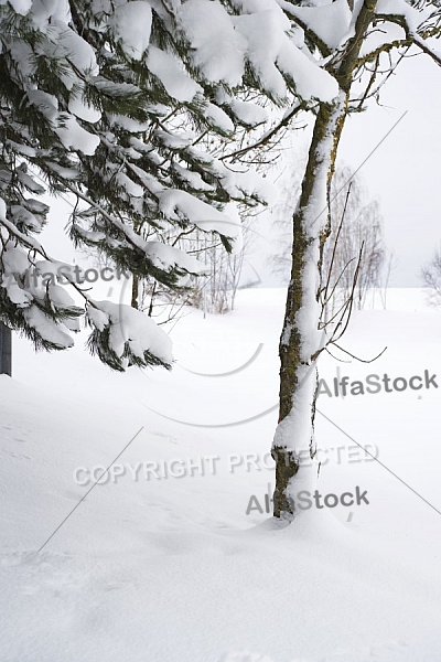 Winter, Ostallgäu in Bavaria, Germany