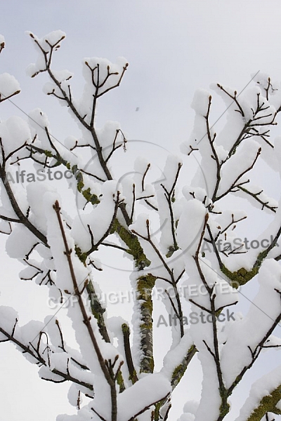 Winter, Ostallgäu in Bavaria, Germany