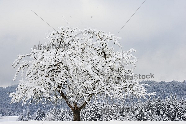 Winter, Ostallgäu in Bavaria, Germany