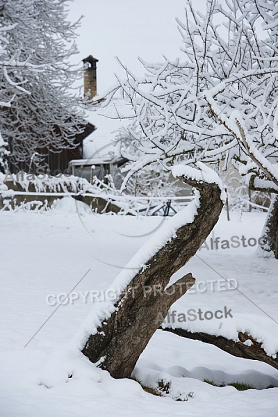 Winter, Ostallgäu in Bavaria, Germany