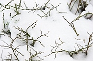 Winter, snow, wood, Background