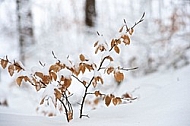 Winter, snow, wood, Background