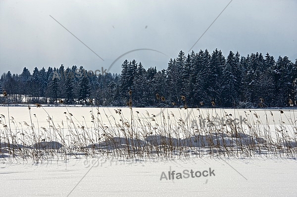 Winter, Snow, Wood, Background