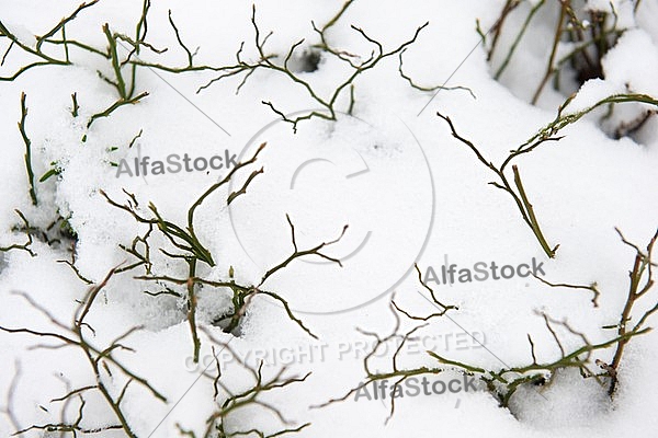 Winter, snow, wood, Background