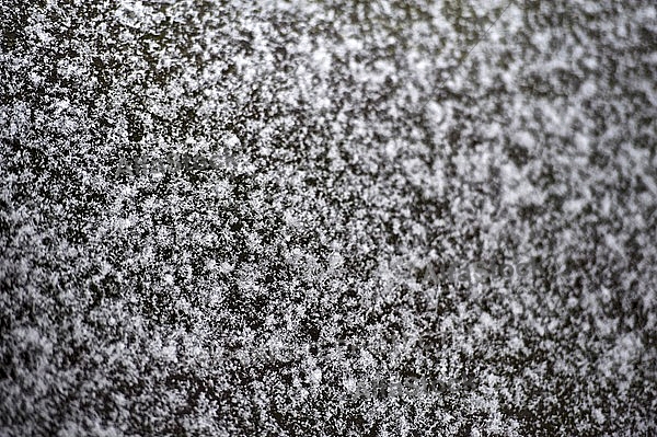 Winter, snow, wood, Background