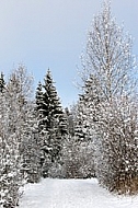 Winter, snow, wood